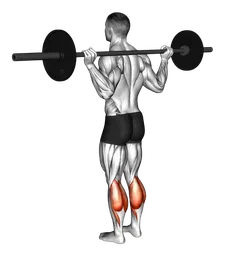 Calf raise a terra con bilanciere