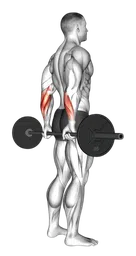 Curl polsi inverso con bilanciere in piedi