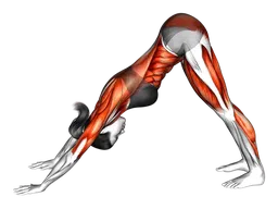 Dondolio del corpo verso down dog
