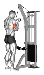 Pushdown tricipiti a presa inversa con sbarra SZ ai cavi