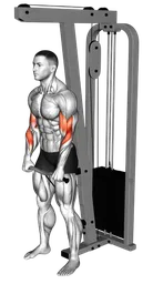 Reverse curl in piedi ai cavi (bilanciere SZ)
