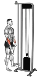 Reverse wrist curl in piedi ai cavi