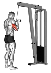 Pushdown tricipiti con sbarra EZ ai cavi
