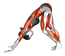 Cat cow to downward dog con allungamento polpacci