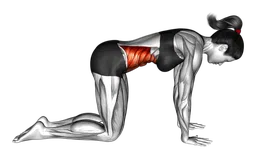 Posizione yoga della mucca (Bitilasana)