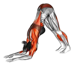 Dolphin pose
