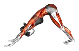 Squat nel "cane a testa in giù"