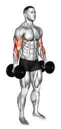 Hammer curl con manubri (variante 2)