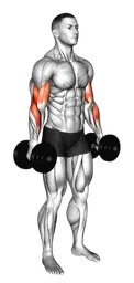 Hammer curl con manubri