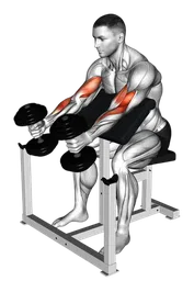 Preacher curl a martello con manubri