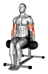 Hammer curl da seduto con manubri