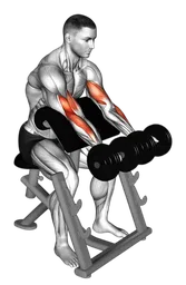 Preacher curl da seduto con manubri