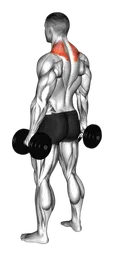 Shrug con manubri