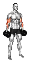 Reverse curl alternato con manubri in piedi