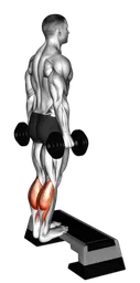 Calf raise con manubri in piedi
