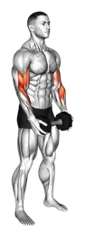 Hammer curl con manubri in piedi