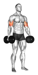 Inner biceps curl con manubri in piedi (variante 2)