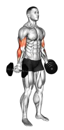 Inner biceps curl con manubri in piedi