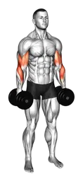 Reverse curl con manubri in piedi