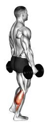 Calf raise su una gamba in piedi con manubri