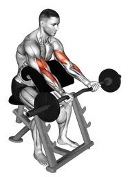 Preacher curl con bilanciere EZ