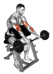 Preacher curl presa inversa con bilanciere EZ