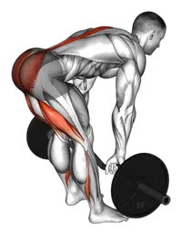 Stacco a gambe tese con bilanciere EZ