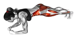 Plank frontale sui gomiti con tocco delle dita dei piedi