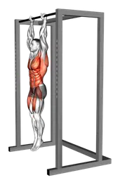 Front lever in sospensione