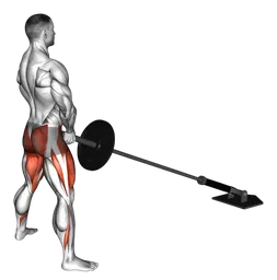 Sumo squat landmine