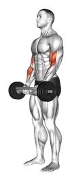 Hammer curl con bilanciere olimpico