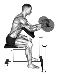 Preacher curl - polsi (sbagliato-giusto)