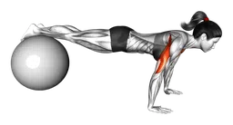 Piegamenti (su fitball)