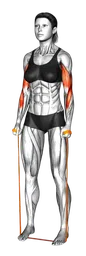 Hammer curl con elastico
