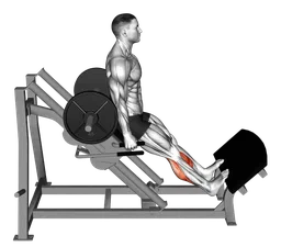 Calf raise inclinato all'indietro alla sled machine