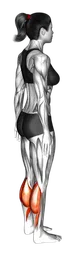 Calf raise in piedi