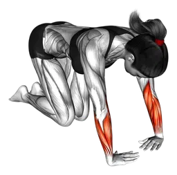 Stretch del flessore ulnare del polso